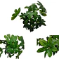 Mata Balazo Artificial Flor De Decoración Arboricola - Miniatura 1