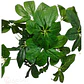 Mata Balazo Artificial Flor De Decoración Arboricola - Miniatura 6