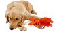 Juguete de goma para mascotas en forma de perro viene en 3 colores - Miniatura 2