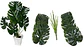 Planta Artificial Hojas Balazo Decoración X1 Und Jardines - Miniatura 6