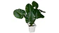 Planta Artificial Hojas Balazo Decoración X1 Und Jardines - Miniatura 7