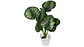 Planta Artificial Hojas Balazo Decoración X1 Und Jardines - Miniatura 8