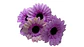 Gerbera Margarita Ramo Flores Artificiales Decoración Jardín - Miniatura 3