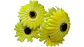 Ramo Gerbera Flores Artificiales Decoración 5 Flores 1 Ramo - Miniatura 2