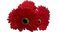Ramo Gerbera Flores Artificiales Decoración 5 Flores 1 Ramo - Miniatura 3