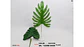 Palmeras Decorativa Artificial Mata De Hojas Packx12und 50cm - Miniatura 6