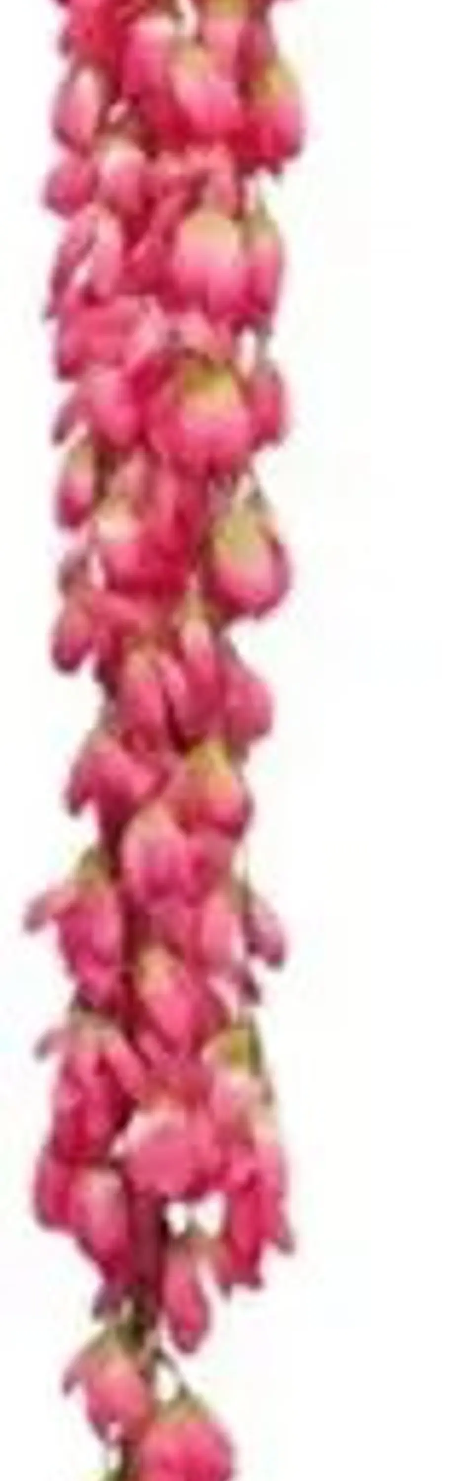 Enredadera Flor 1 Helecho 122 Cm Hoja Mata Rosas A121-53 4