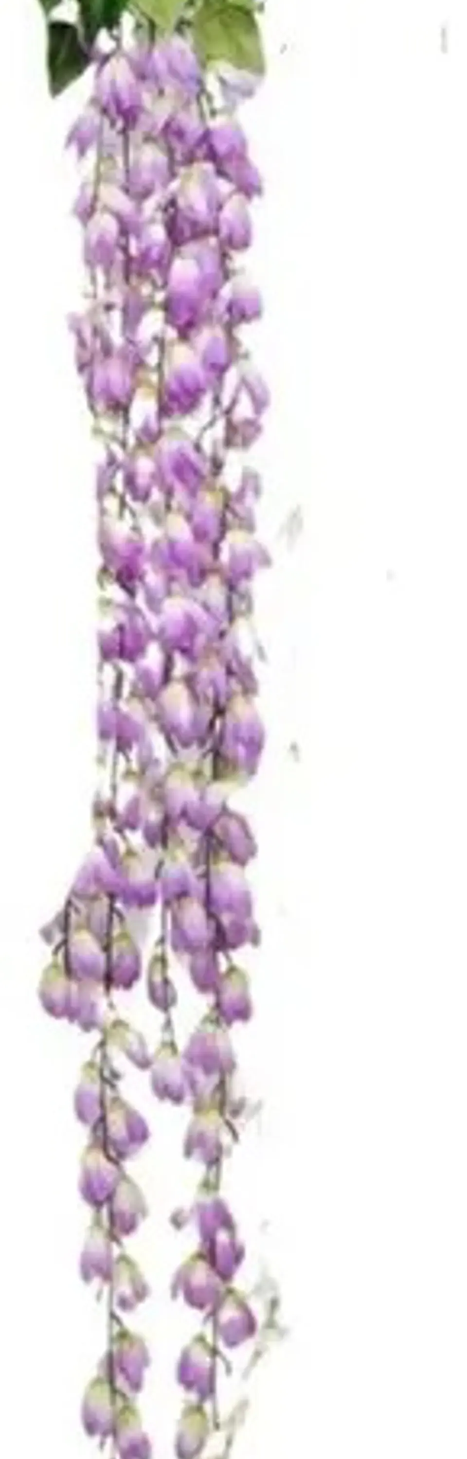 Enredadera Flor 1 Helecho 122 Cm Hoja Mata Rosas A121-53 5