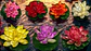 Flor Loto Espuma Flotante Artificial Foami A121-118 Decoraci - Miniatura 4