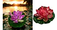 Flor Loto Espuma Flotante Artificial Foami A121-118 Decoraci - Miniatura 5
