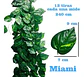 Enredadera 1 Paquete X 12und De240 Cm Hoja Mata Miami - Miniatura 2