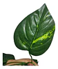 Enredadera 1 Paquete X 12und De240 Cm Hoja Mata Miami - Miniatura 3