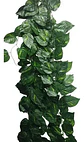 Enredadera 1 Paquete X 12und De240 Cm Hoja Mata Miami - Miniatura 4