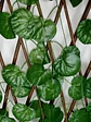 Enredadera Maya Cerca Jardín Expandible 2 Metros 70 Cm  - Miniatura 7