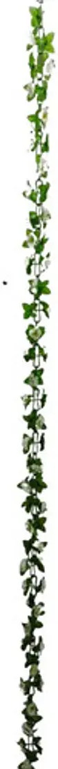Matas Flores Regadera Decoración 237cm   B.o Ref 170-136  - Miniatura 13