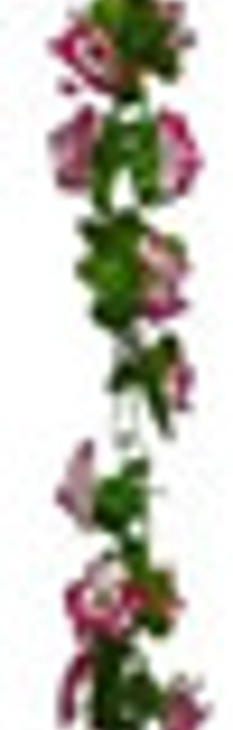 Matas Flores Regadera Decoración 237cm   B.o Ref 170-136  25