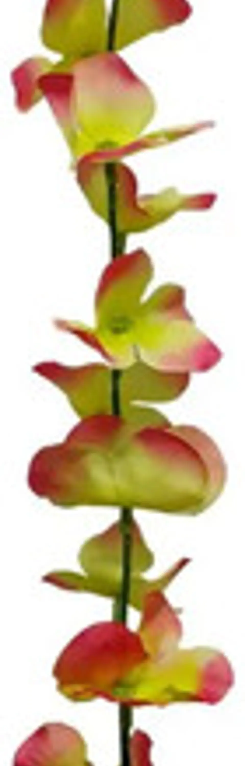 Enredadera 1 Paquete 210cm Hoja Mata Flores Rosas  10