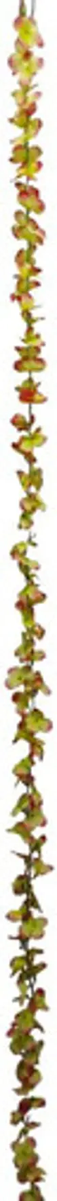 Enredadera 1 Paquete 210cm Hoja Mata Flores Rosas  - Miniatura 11
