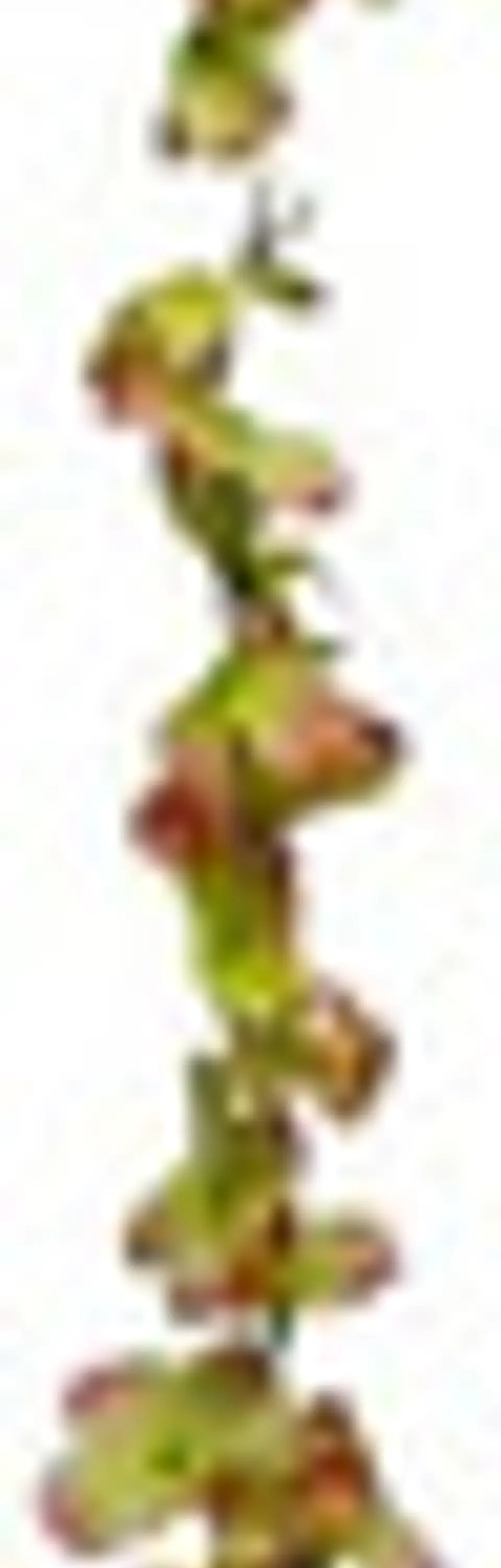 Enredadera 1 Paquete 210cm Hoja Mata Flores Rosas  11