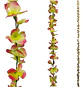 Enredadera 1 Paquete 210cm Hoja Mata Flores Rosas  - Miniatura 12