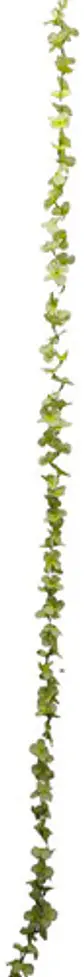Enredadera 1 Paquete 210cm Hoja Mata Flores Rosas  - Miniatura 15