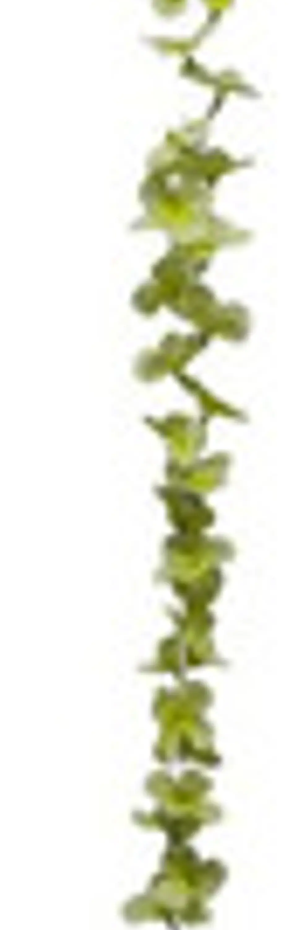Enredadera 1 Paquete 210cm Hoja Mata Flores Rosas  15