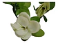  Flores Enredadera 1 Paquete 210cm Hoja Mata Rosas  - Miniatura 11