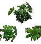 Mata Balazo Artificial Flor De Decoración  Arboricola  - Miniatura 1