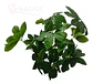 Mata Balazo Artificial Flor De Decoración  Arboricola  - Miniatura 5