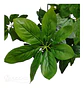 Mata Balazo Artificial Flor De Decoración  Arboricola  - Miniatura 6