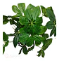 Mata Balazo Artificial Flor De Decoración  Arboricola  - Miniatura 7