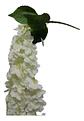 Enredadera Flor 1 Helecho 105 Cm Hoja Mata Rosas  - Miniatura 15