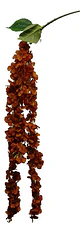 Enredadera Flor 1 Helecho 105 Cm Hoja Mata Rosas  - Miniatura 18
