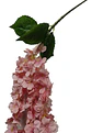 Enredadera Flor 1 Helecho 105 Cm Hoja Mata Rosas  - Miniatura 22