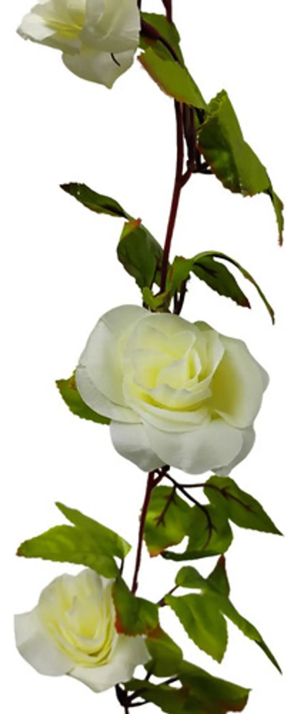 Enredadera Flor 1 Jardin 200cm Hoja Mata Rosas 7