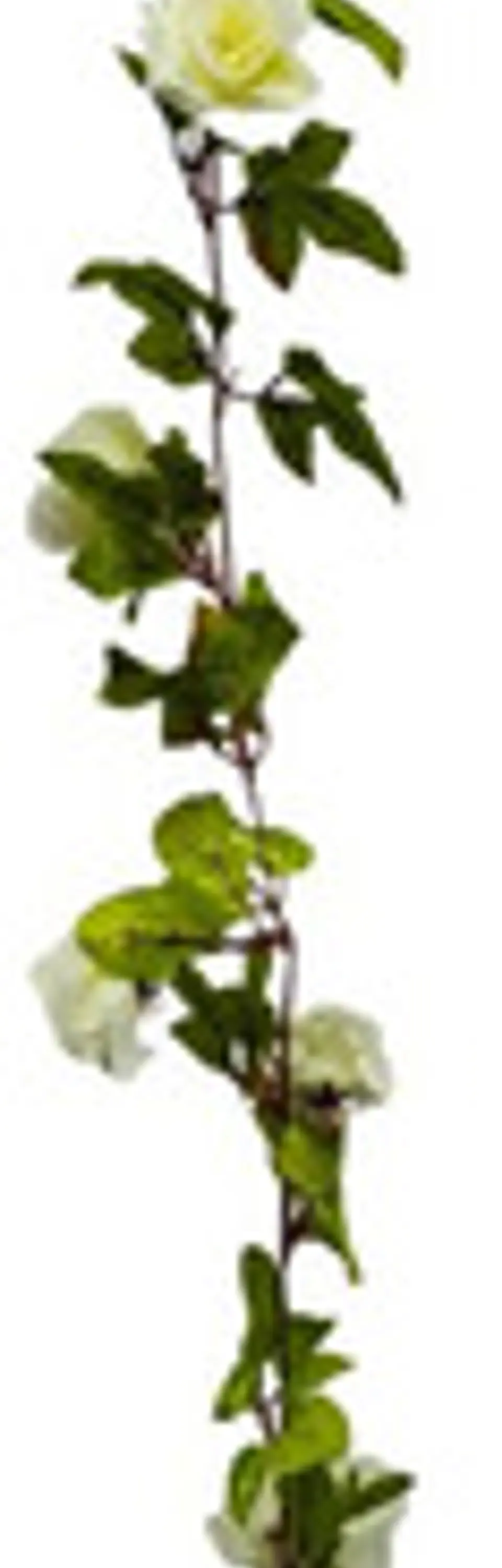 Enredadera Flor 1 Jardin 200cm Hoja Mata Rosas 8