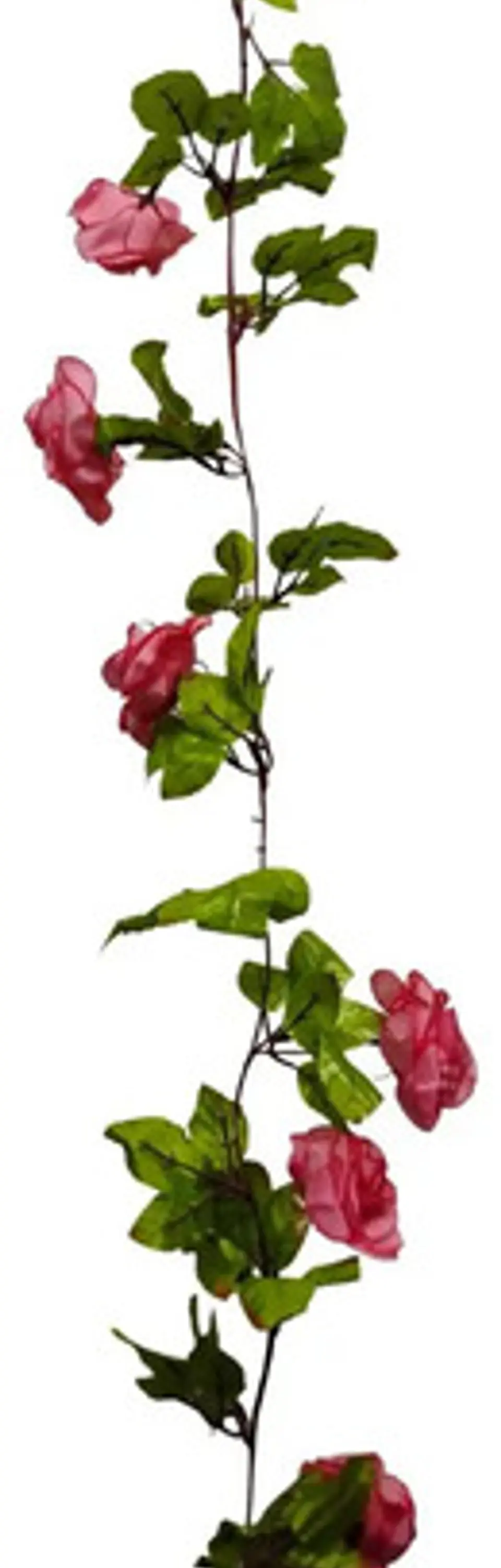 Enredadera Flor 1 Jardin 200cm Hoja Mata Rosas 11