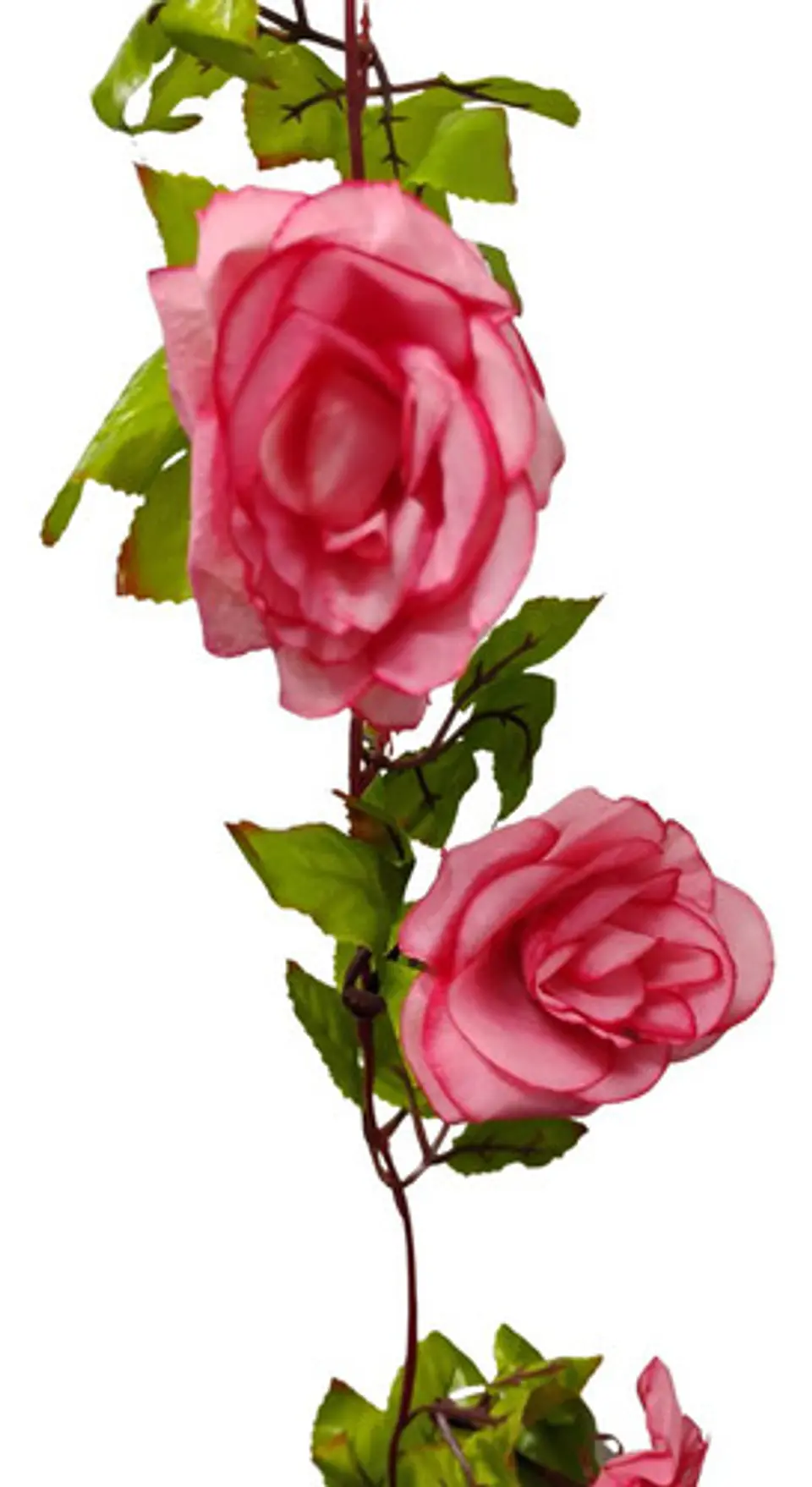 Enredadera Flor 1 Jardin 200cm Hoja Mata Rosas 12