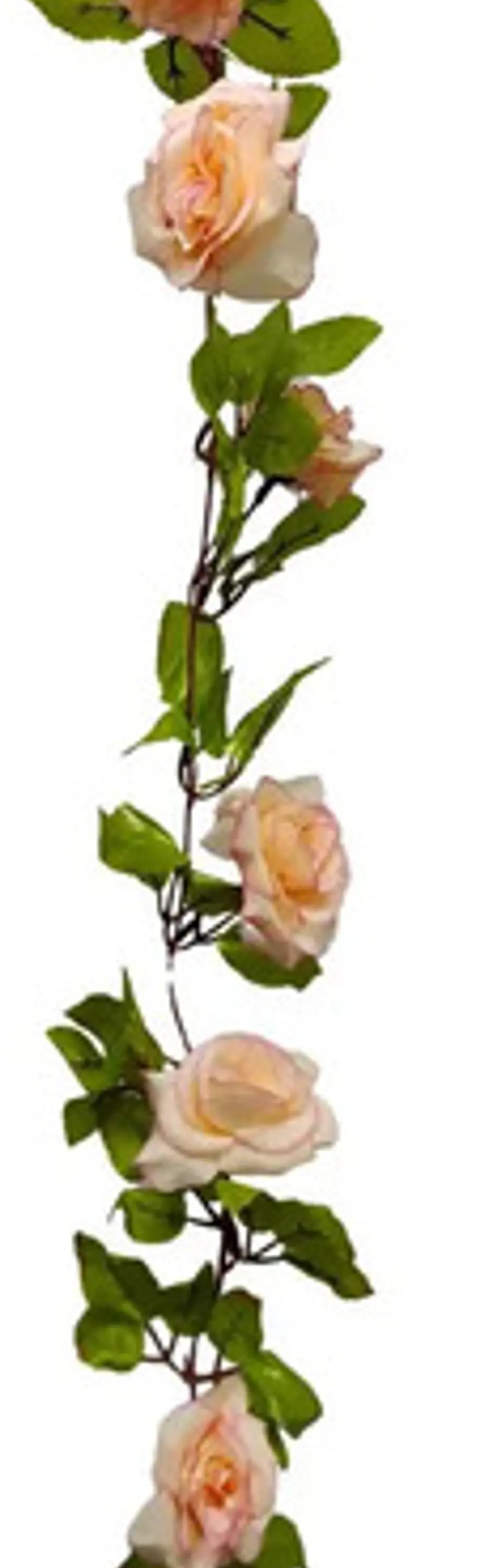 Enredadera Flor 1 Jardin 200cm Hoja Mata Rosas 17