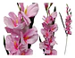 Gladiolas Flores Artificiales Vara Nardo  - Miniatura 13