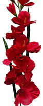 Gladiolas Flores Artificiales Vara Nardo  - Miniatura 19