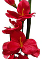 Gladiolas Flores Artificiales Vara Nardo  - Miniatura 20