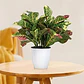 Ramas De Hojas Artificiales De Croton Para Plantas Mata - Miniatura 2