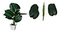 Planta Artificial Hojas Balazo Decoración X1 Und Jardines - Miniatura 6