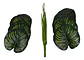 Planta Artificial Hojas Balazo Decoración X1 Und Jardines - Miniatura 17