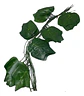 Enredadera 1 Paquete X 12und De210 Cm Hoja Mata Fina Grande  - Miniatura 2