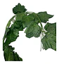 Enredadera 1 Paquete X 12und De210 Cm Hoja Mata Fina Grande  - Miniatura 7