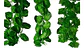 Enredadera 1 Paquete X 12und De210 Cm Hoja Mata Fina Grande  - Miniatura 9