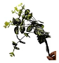 Rama Colgante Artificial Premium Hojas Realistas Decorativas - Miniatura 4