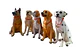 Figura Perro Decorativa Realista 21x10 cm Adorno Hogar - Miniatura 3